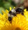 Andrena cineraria